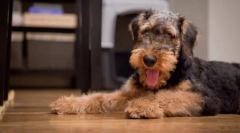 Airedale